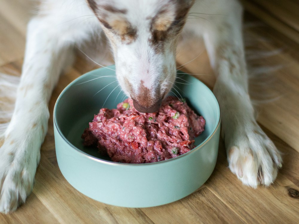 Hund der spiser af sin skål