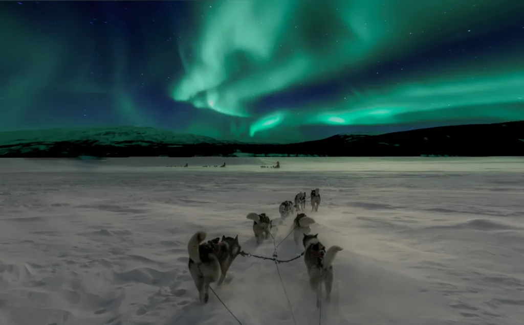 Slædehunde i sneen under nordlys