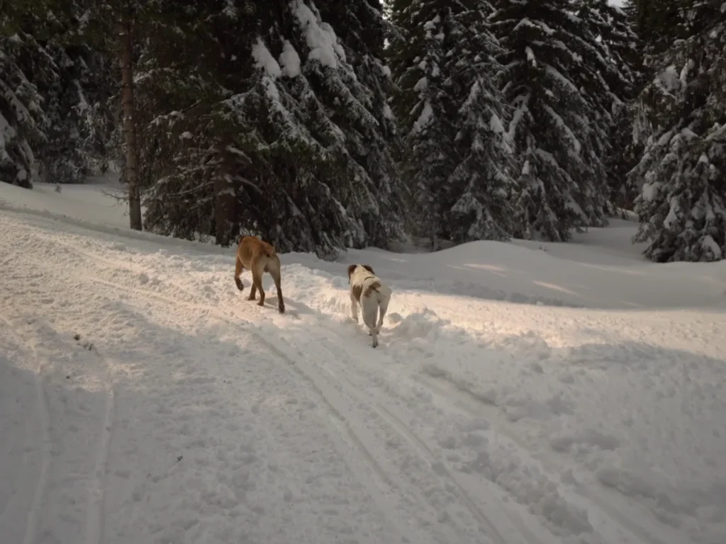 To hunde på tur i sneen