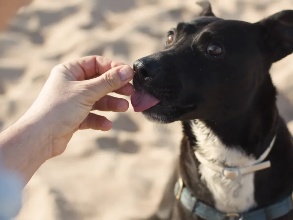 Sort hund får en godbid på stranden