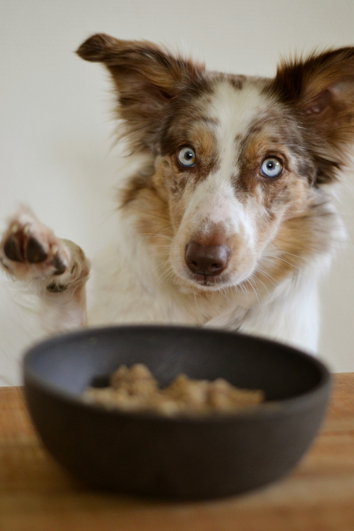 Border collie løfter poten ved en skål med foder