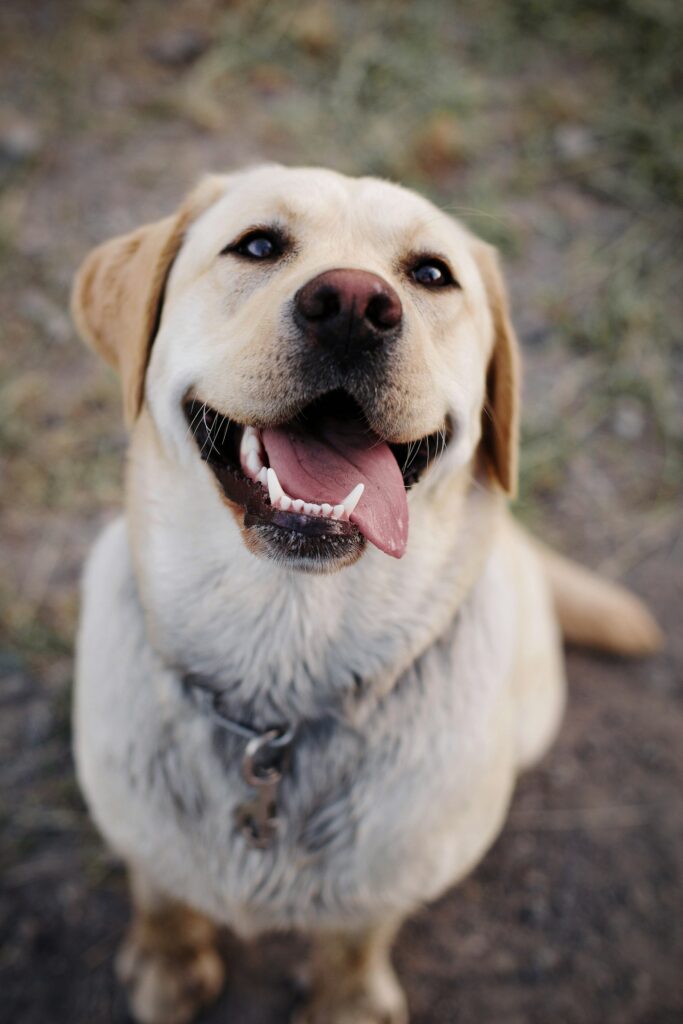 Voksen gul labrador retriever