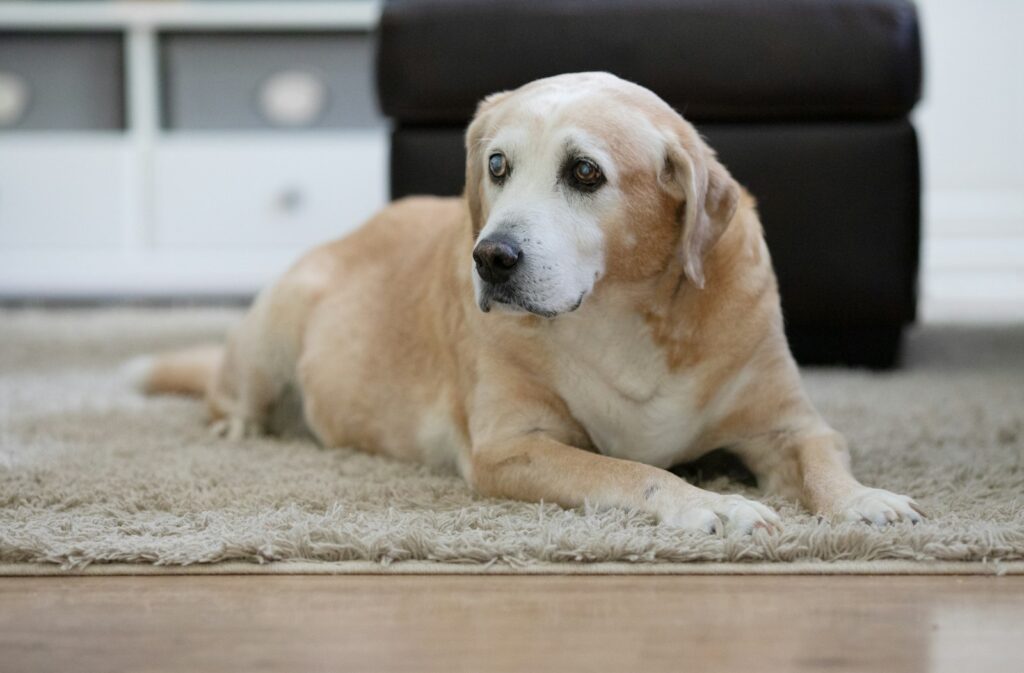 Ældre gul labrador, der ligger og hviler på gulvet